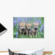 Three Wolf Pups Wall Mural