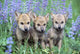 Three Wolf Pups Wall Mural