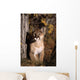 Mountain Lion Wall Mural