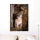 Mountain Lion Wall Mural