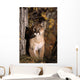 Mountain Lion Wall Mural