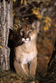 Mountain Lion Wall Mural