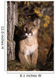 Mountain Lion Wall Mural