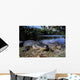 American Alligators Wall Mural