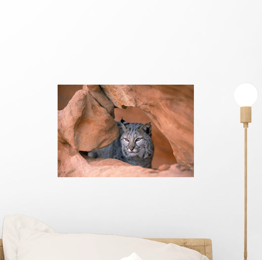 Bobcat In Sandstone Formation Wall Mural