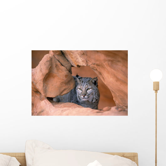 Bobcat In Sandstone Formation Wall Mural