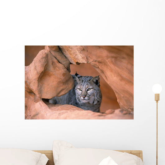 Bobcat In Sandstone Formation Wall Mural
