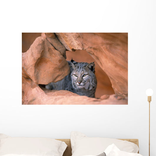 Bobcat In Sandstone Formation Wall Mural