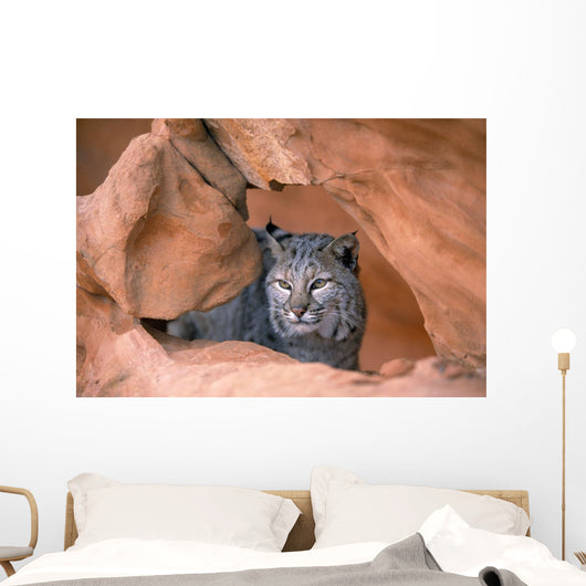 Bobcat In Sandstone Formation Wall Mural
