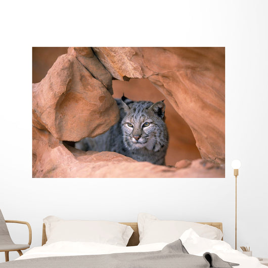 Bobcat In Sandstone Formation Wall Mural