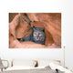 Bobcat In Sandstone Formation Wall Mural