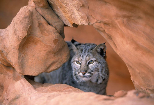 Bobcat In Sandstone Formation Wall Mural