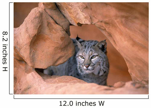 Bobcat In Sandstone Formation Wall Mural