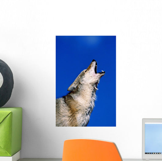 Howling Coyote Wall Mural