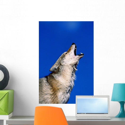 Howling Coyote Wall Mural