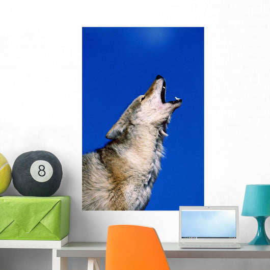 Howling Coyote Wall Mural