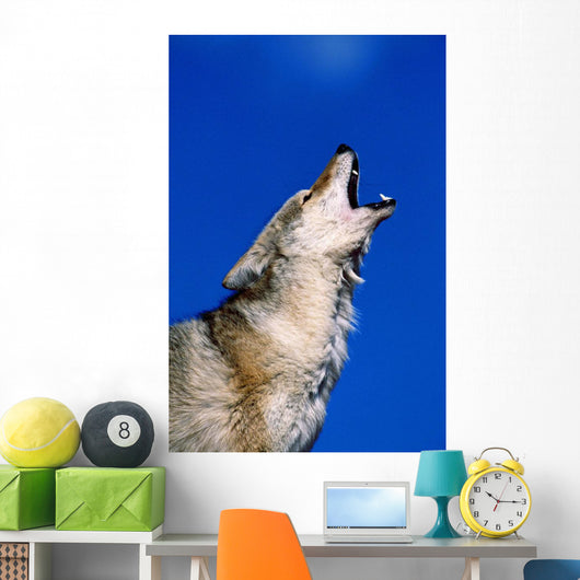 Howling Coyote Wall Mural