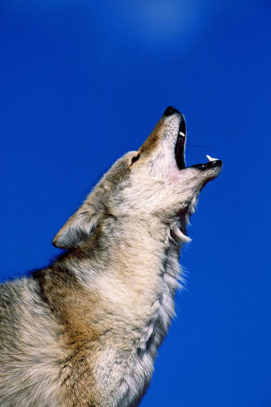 Howling Coyote Wall Mural