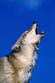 Howling Coyote Wall Mural