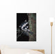 Raccoon In Tree Wall Mural