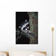 Raccoon In Tree Wall Mural