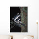 Raccoon In Tree Wall Mural