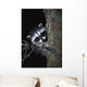 Raccoon In Tree Wall Mural