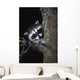 Raccoon In Tree Wall Mural