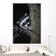 Raccoon In Tree Wall Mural