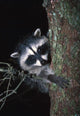 Raccoon In Tree Wall Mural