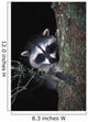 Raccoon In Tree Wall Mural
