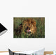 Lion Licking His Lips Wall Mural