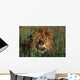 Lion Licking His Lips Wall Mural