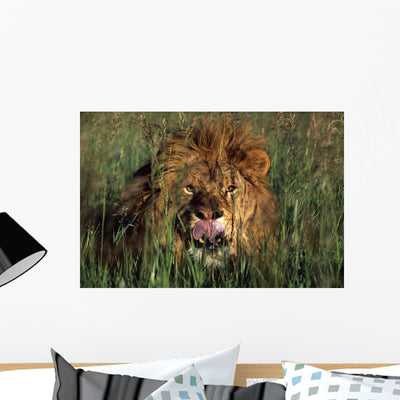 Lion Licking His Lips Wall Mural shown on a wall