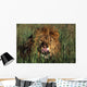 Lion Licking His Lips Wall Mural