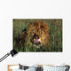 Lion Licking His Lips Wall Mural