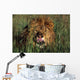 Lion Licking His Lips Wall Mural