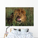 Lion Licking His Lips Wall Mural