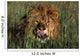 Lion Licking His Lips Wall Mural