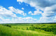 Field Summer Flowers and Wall Decal Design 2