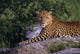 Leopard Laying On Kopje, Serengeti National Park Wall Mural