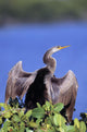 Anhinga Wall Mural