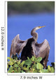 Anhinga Wall Mural