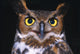 Portrait Of Great Horned Owl Wall Mural