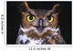 Portrait Of Great Horned Owl Wall Mural