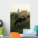 Dairy Cattle Grazing Wall Mural
