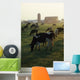 Dairy Cattle Grazing Wall Mural