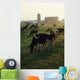 Dairy Cattle Grazing Wall Mural