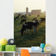 Dairy Cattle Grazing Wall Mural