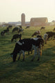 Dairy Cattle Grazing Wall Mural
